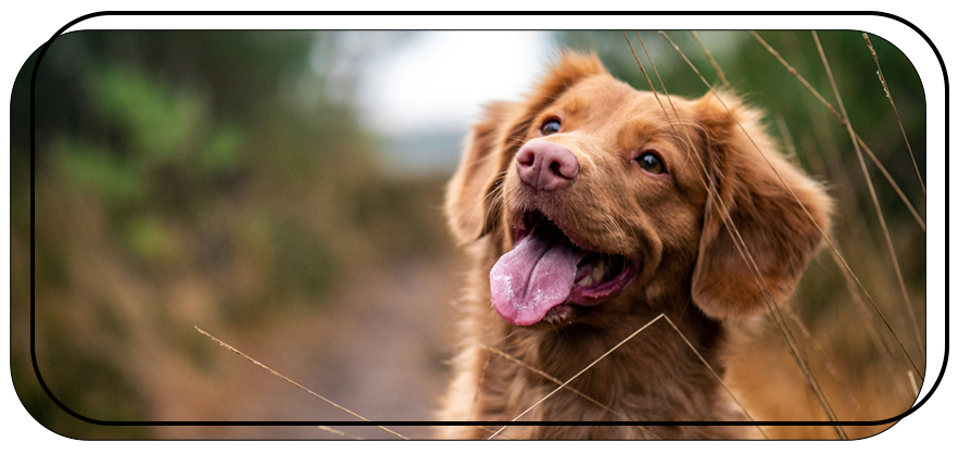 Chien joyeux dans les herbes dorées chez toutousdoux à Castelsarrasin, ambiance chaleureuse et naturelle