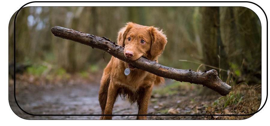 Chien marron joueur tenant un bâton sur un chemin forestier pour toutousdoux à Castelsarrasin