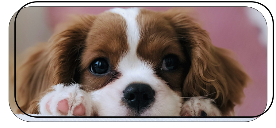 chiot cavalier King Charles expressif chez toutousdoux Castelsarrasin, museau posé sur une surface blanche
