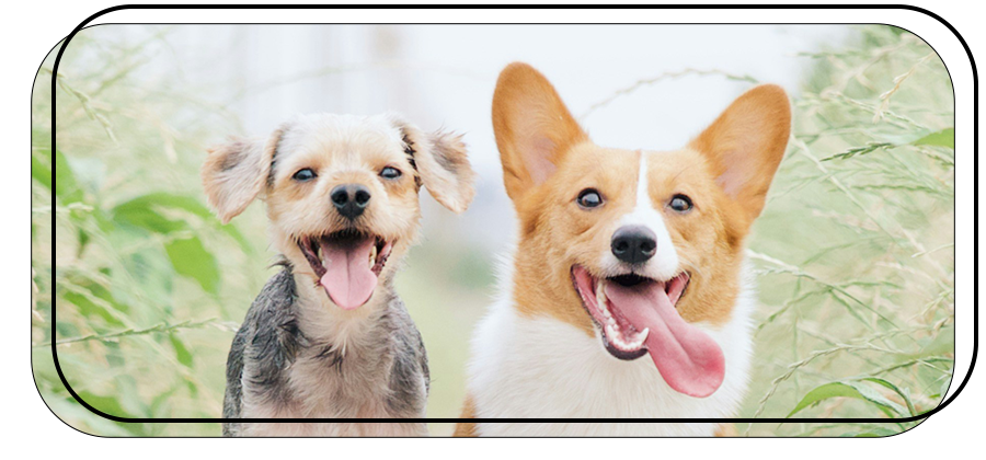 Deux chiens heureux devant la verdure chez toutousdoux à Castelsarrasin, ambiance joyeuse et amicale