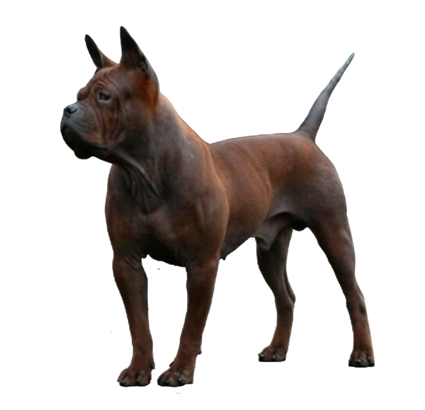 animal hybride à visage humain pour pension-phoenix à Toulouse, Montauban, Albi, Castres, Saint Sulpice,