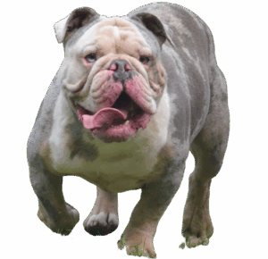 bulldog énergique gris de pension-phoenix à Toulouse, Montauban, Albi, Castres, Saint Sulpice,