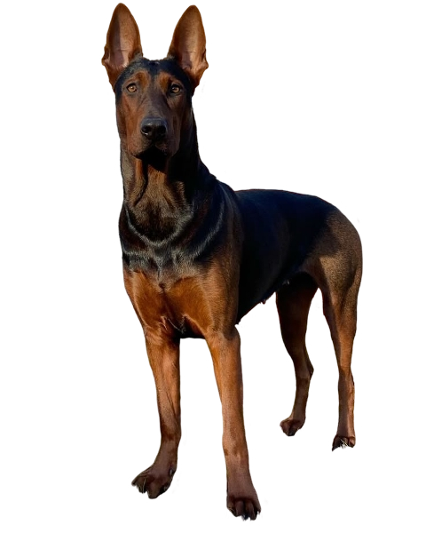 Dobermann fière pension-phoenix à Toulouse, Montauban, Albi, Castres, Saint Sulpice fond noir,