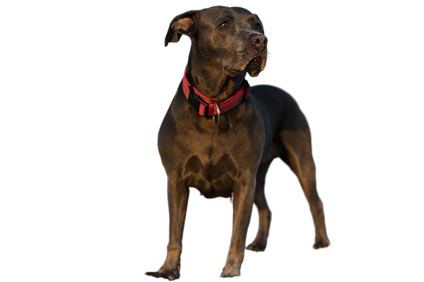 Chien noir au collier rouge chez pension-phoenix à Toulouse, Montauban, Albi, Castres, Saint Sulpice,