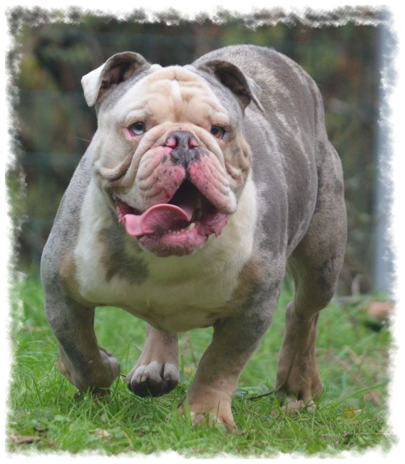 bulldog dynamique sur pelouse chez pension-phoenix à Toulouse, Montauban, Albi, Castres, Saint Sulpice,