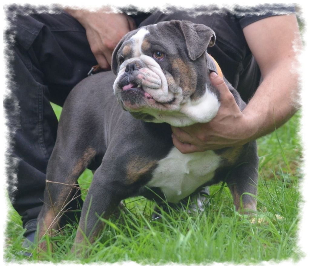 Bulldog musclé chez pension-phoenix sur gazon, services à Toulouse, Montauban, Albi, Castres, Saint Sulpice,