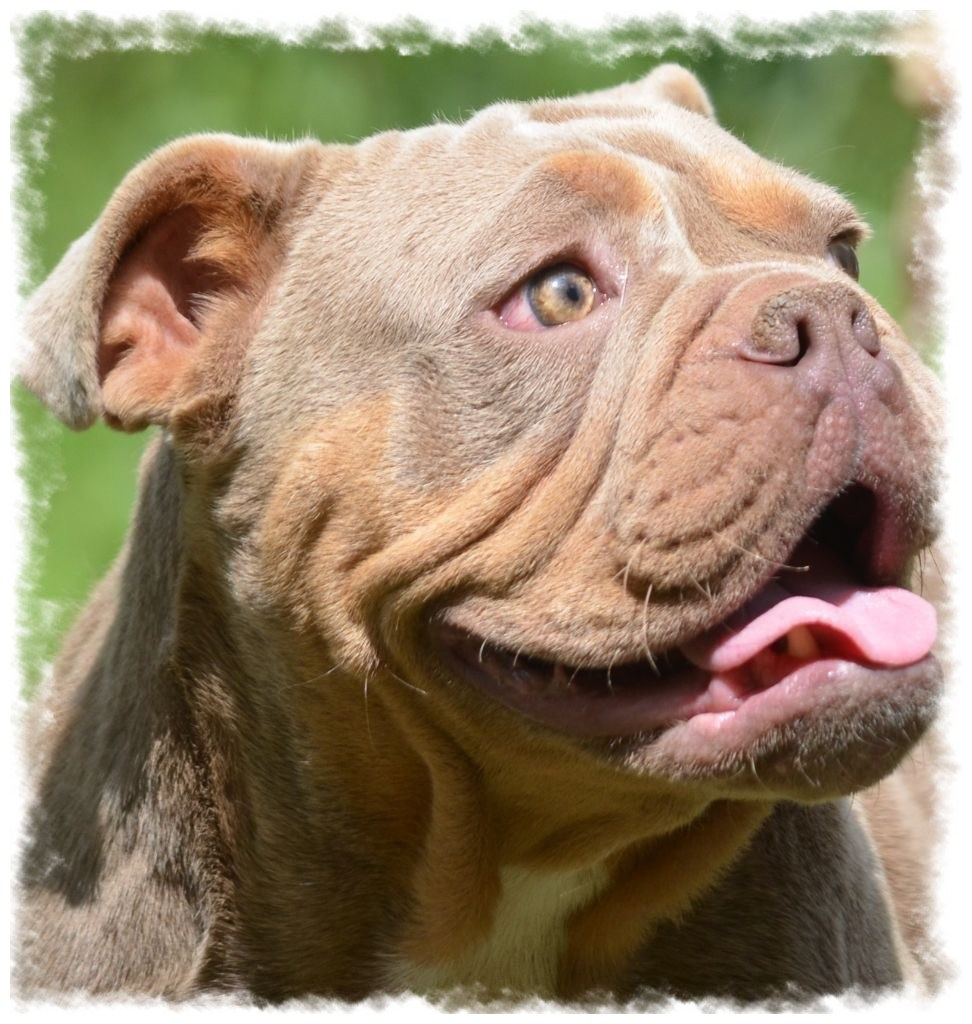 Bulldog joyeux pension-phoenix, bords blancs, extérieur vert à Toulouse, Montauban, Albi, Castres, Saint Sulpice,