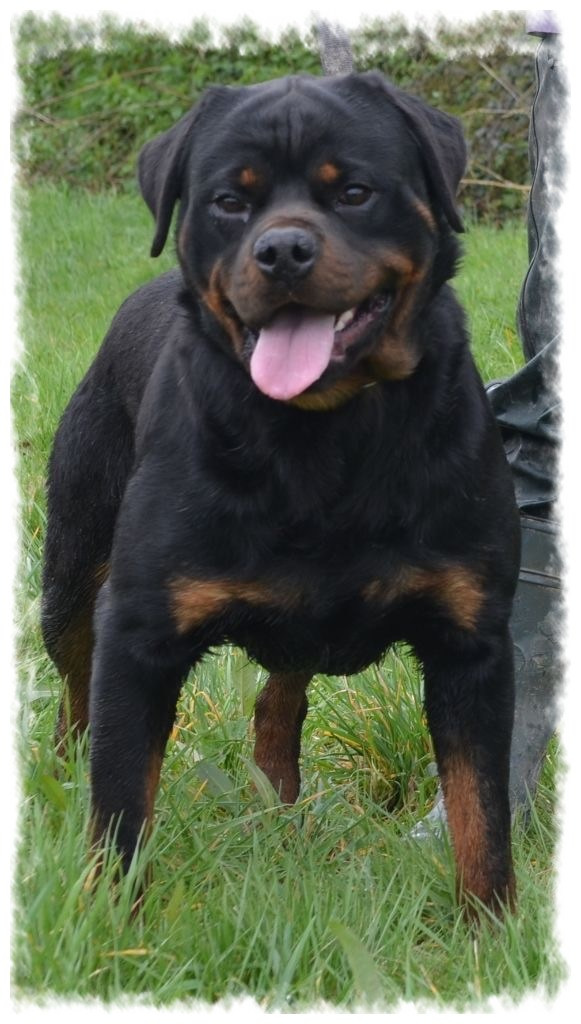 Rottweiler détendu sur pelouse à pension-phoenix Toulouse Montauban Albi Castres Saint Sulpice,