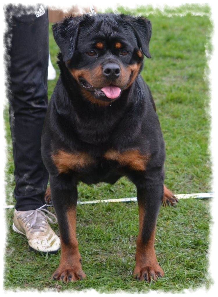 Rottweiler musclé sur pelouse chez pension-phoenix à Toulouse, Montauban, Albi, Castres, Saint Sulpice,