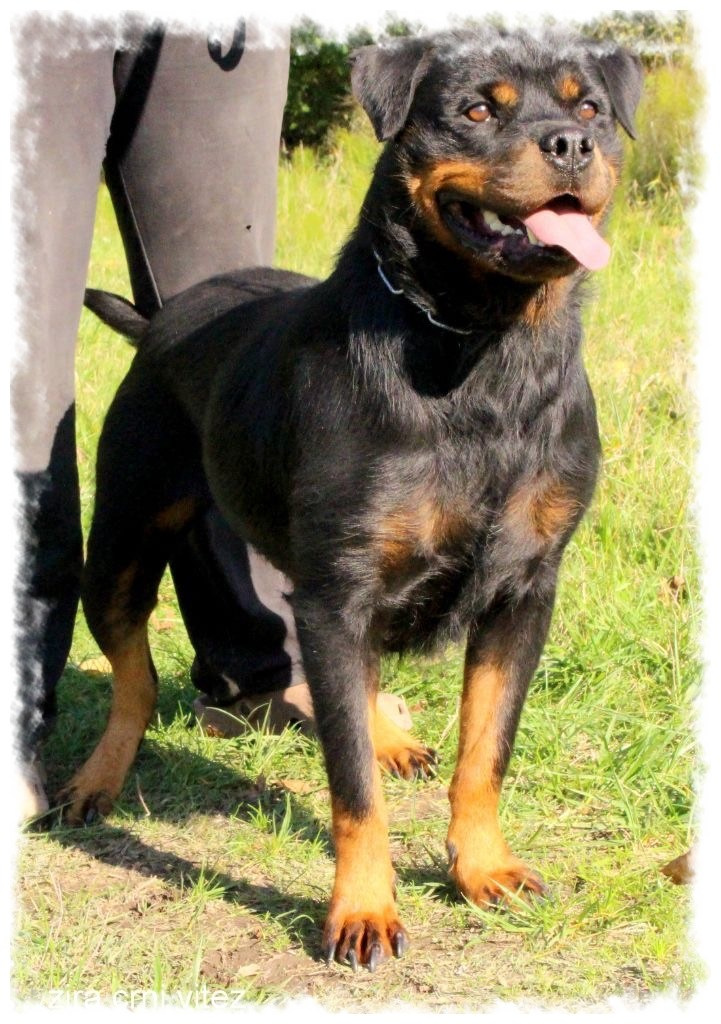 Rottweiler joyeux sur herbe verte chez pension-phoenix à Toulouse, Montauban, Albi, Castres, Saint Sulpice,