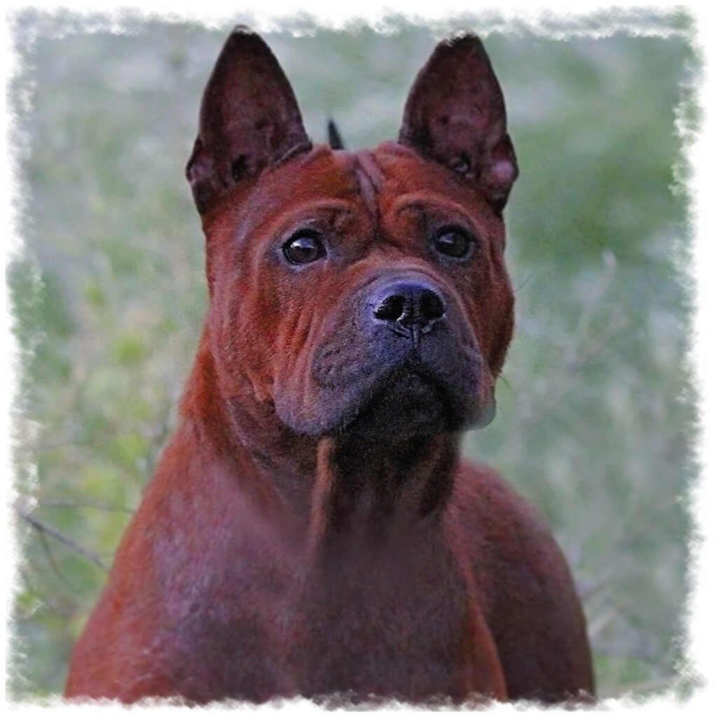 Chien attentif pension-phoenix à Toulouse, Montauban, Albi, Castres, Saint Sulpice en nature,