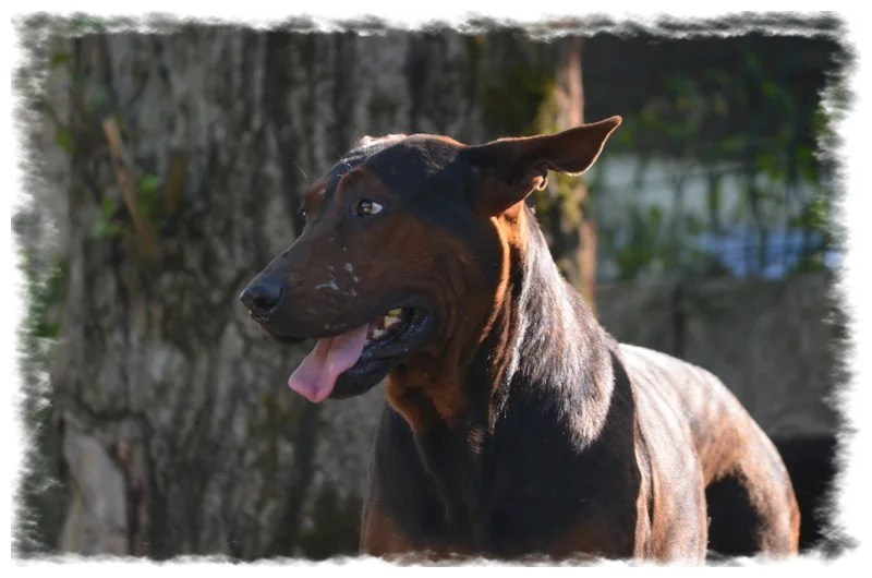 Doberman noir et feu énergique chez pension-phoenix à Toulouse, Montauban, Albi, Castres, Saint Sulpice, en plein air,