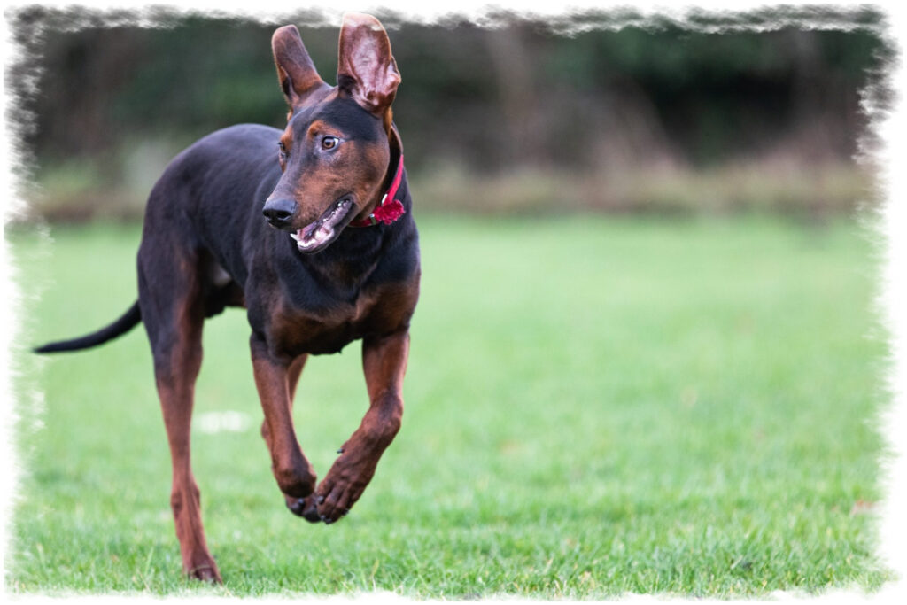 Doberman joueur à pension-phoenix sur terrain herbeux, Toulouse, Montauban, Albi, Castres, Saint Sulpice,