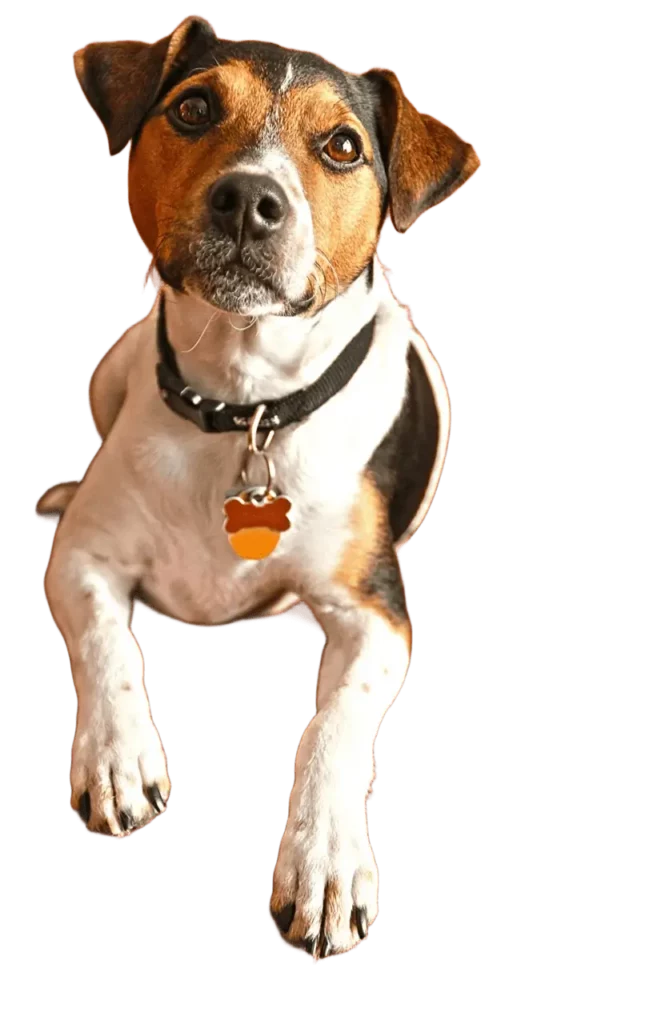 Chien blanc et noir au regard curieux chez pension-phoenix, proche de Toulouse, Montauban, Albi, Castres, Saint Sulpice,