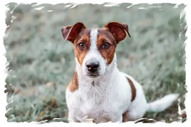 Jack Russell calme chez pension-phoenix sur l’herbe à Toulouse, Montauban, Albi, Castres et Saint Sulpice,