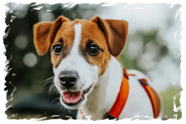 Jeune chien joyeux blanc et marron avec harnais orange chez pension-phoenix à Toulouse, Montauban, Albi, Castres, Saint Sulpice,