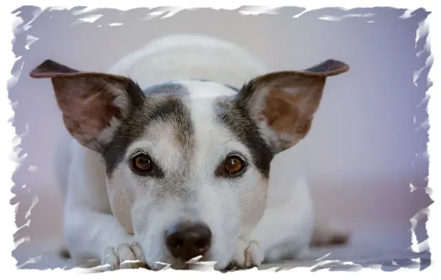 Chien au pelage blanc tacheté chez pension-phoenix, douceur à Toulouse, Montauban, Albi, Castres, Saint Sulpice,