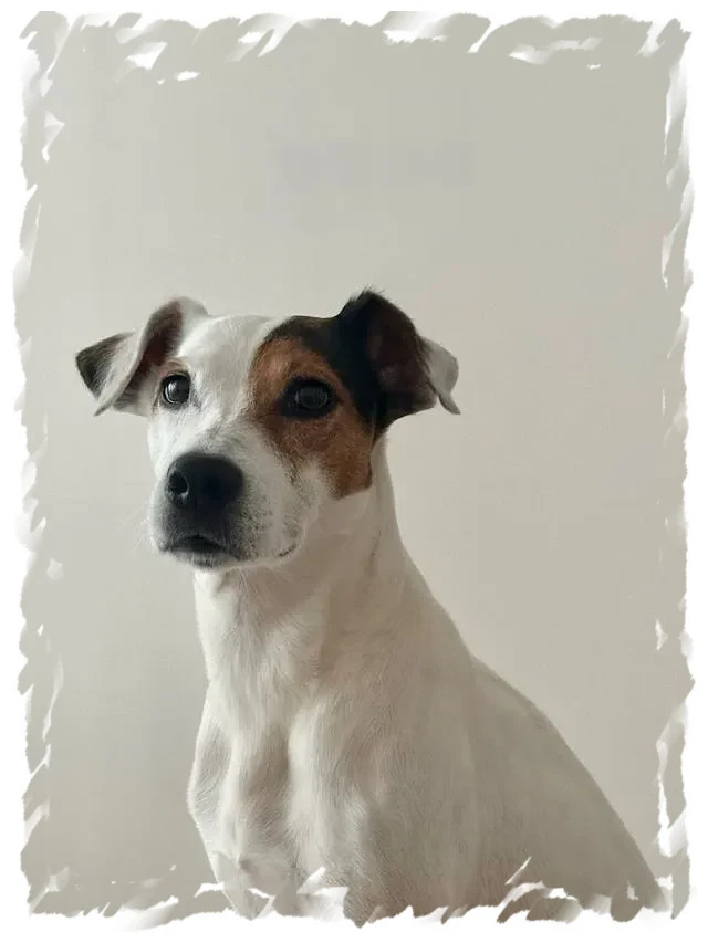 Jack Russell Terrier serein chez pension-phoenix, disponible à Toulouse, Montauban, Albi, Castres et Saint Sulpice,