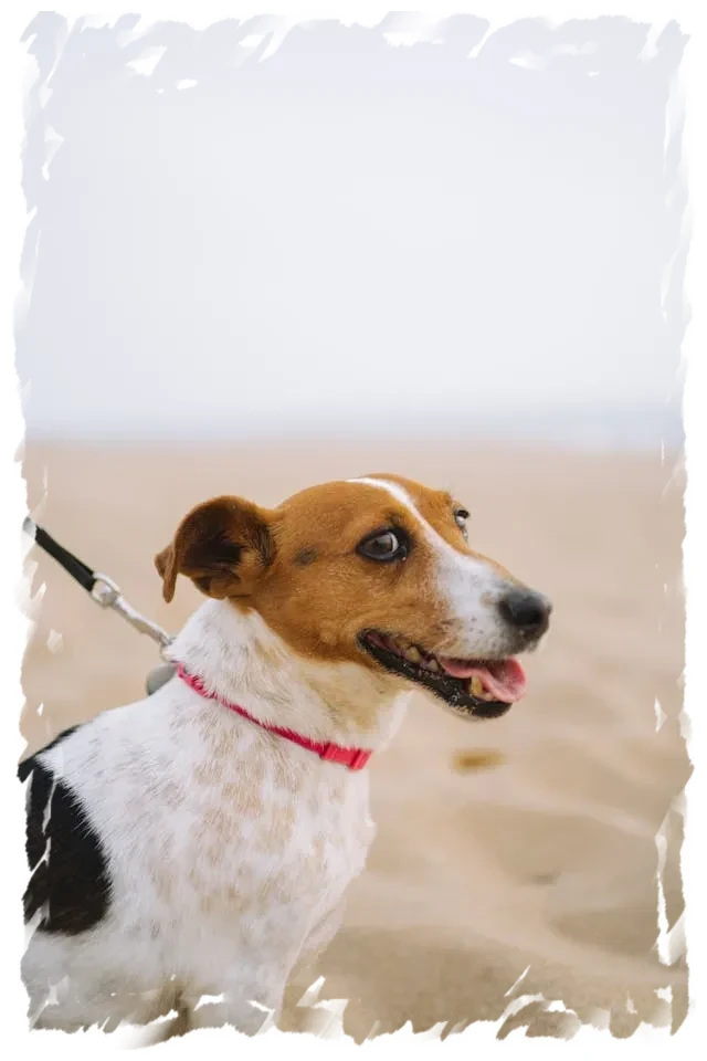 Jack Russell pension-phoenix en laisse sur plage, proche Toulouse, Montauban, Albi, Castres, Saint Sulpice,
