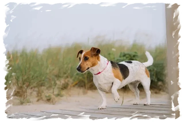 Jack Russell chez pension-phoenix sur passerelle bois, Toulouse, Montauban, Albi, Castres, Saint Sulpice, ambiance plage,
