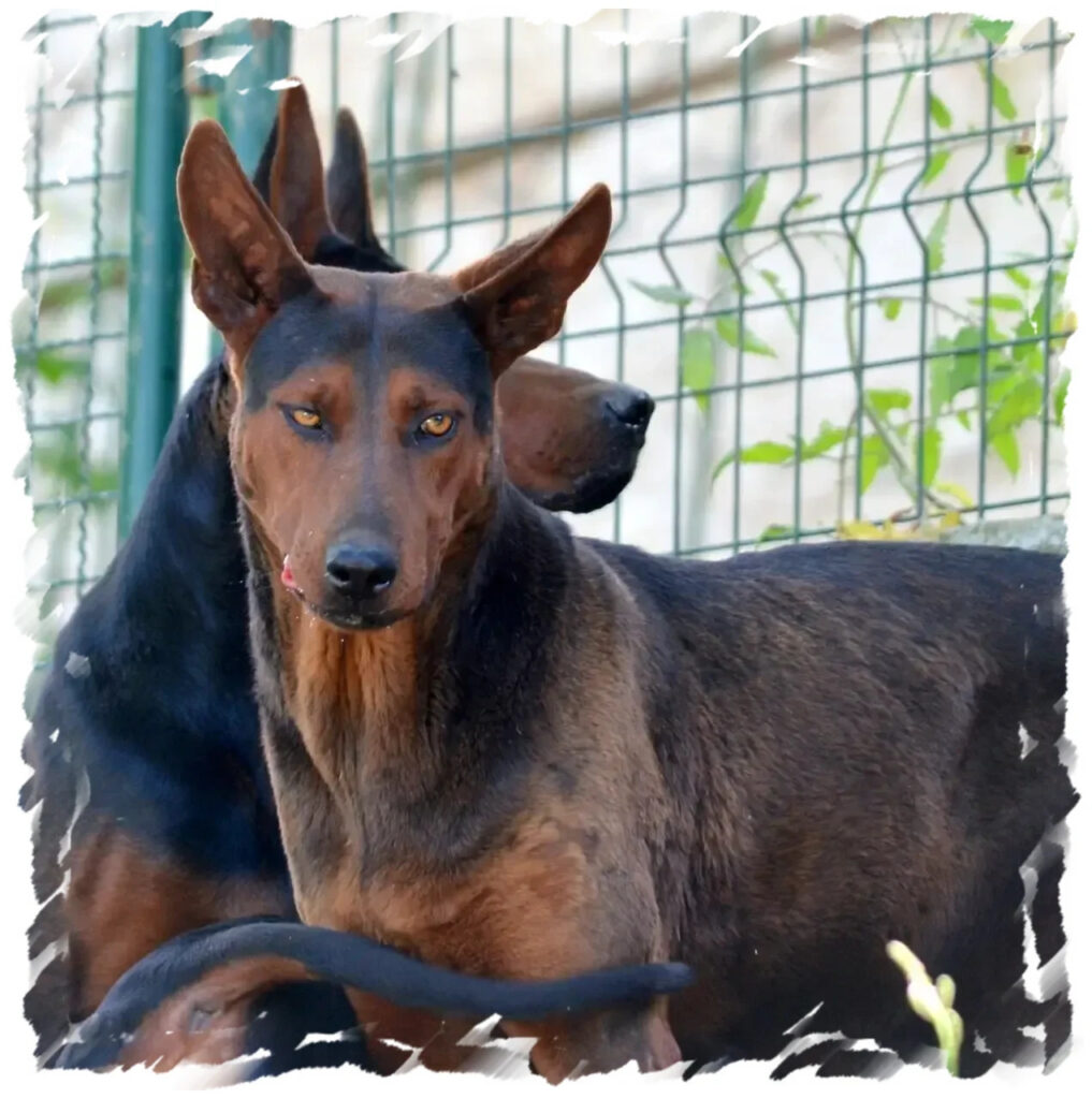 Dobermann alerte devant une clôture chez pension-phoenix à Toulouse, Montauban, Albi, Castres, Saint Sulpice,