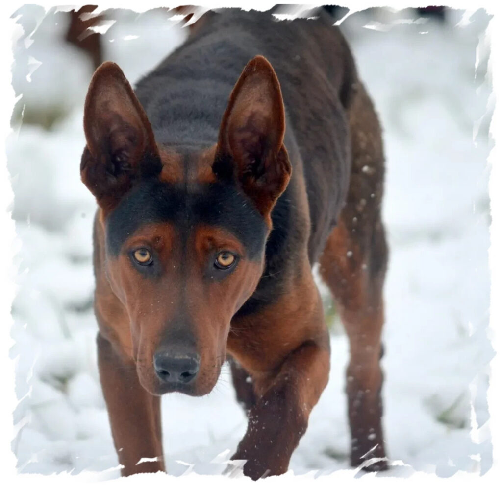 chien noir et feu attentif sur neige pour pension-phoenix à Toulouse, Montauban, Albi, Castres, Saint Sulpice,