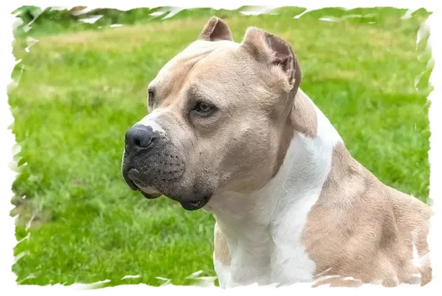 Chien molossoïde beige sur pelouse à la pension-phoenix, Toulouse, Montauban, Albi, Castres, Saint Sulpice,