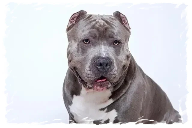American Bully musclé gris chez pension-phoenix, service canine à Toulouse, Montauban, Albi, Castres, Saint Sulpice,