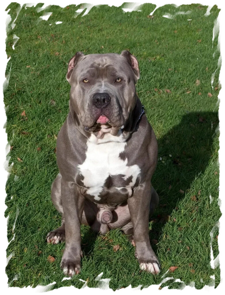 American Bully chez pension-phoenix sur pelouse à Toulouse, Montauban, Albi, Castres, Saint Sulpice, regard sérieux,