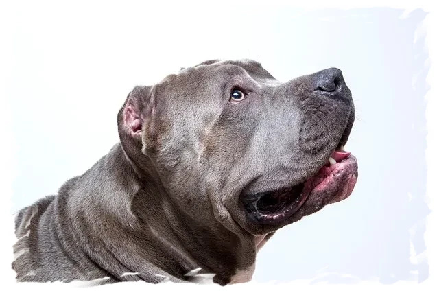 American Bully gris pension-phoenix regard attentif Toulouse Montauban Albi Castres Saint Sulpice,