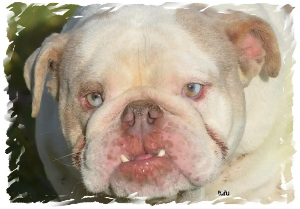 Bulldog expressif chez pension-phoenix à Toulouse, Montauban, Albi, Castres et Saint Sulpice en portrait artistique,