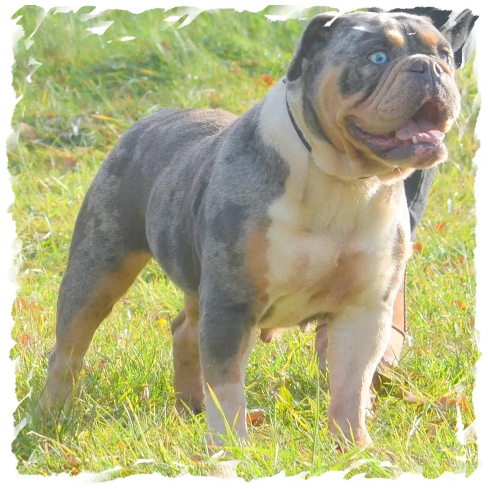 Bulldog américain musclé chez pension-phoenix, herbe verte, Toulouse, Montauban, Albi, Castres, Saint Sulpice,
