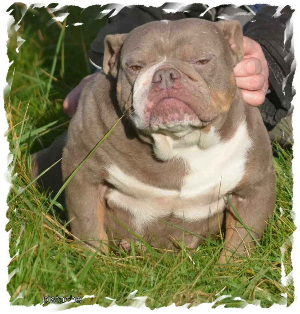 Bulldog marron chez pension-phoenix, ambiance paisible à Toulouse, Montauban, Albi, Castres, Saint Sulpice,